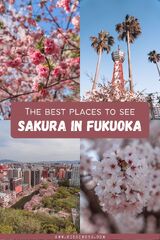 10 x the best places to see cherry blossoms in Fukuoka