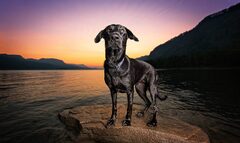 Phido Photography – Fine Pet Photography in Portland Oregon ...