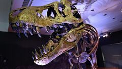 T-Rex fossil sells for record-breaking $31.8 million at New York ...