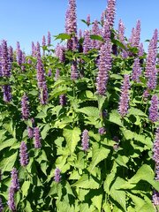 Agastache rugosa