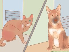 3 Ways to Keep a Pet When You Have Cats - wikiHow Pet