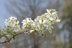 First flowers: Juneberries in April | NCPR News