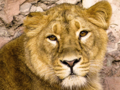 700+ Lions+Portrait & Lions - Pixabay