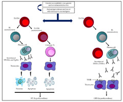 Antibodies |-Text | The Usefulness of Thyroid Antibodies ...