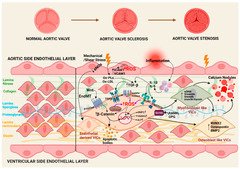 Antioxidants |-Text | Oxidative Stress in Calcific ...