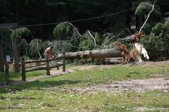 YMCA Camp Needs Help To Recover From Storm Devastation