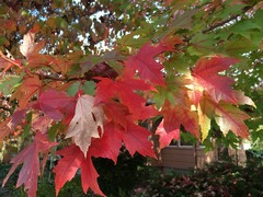 A close up of leaves on a tree with a house in the background ...