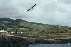 Bird Watching in the Azores: Which bird species can you observe in ...