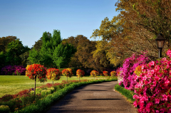 Gray Concrete Pathway Besides Pink Flower during Day · Stock ...