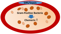 Biomedicines |-Text | Plasma Chemerin Is Induced in ...