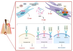 Vascular Endothelial Growth Factor