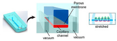 A Comprehensive Review of Organ-on-a-Chip Technology and Its ...