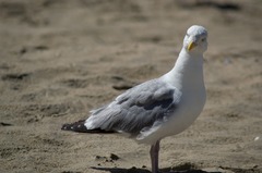 European herring gull