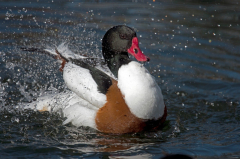 Common Shelduck Uk