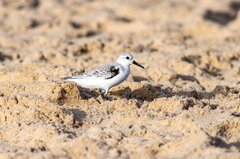 Oiseau Plage Sable Le - Photo gratuite sur Pixabay - Pixabay