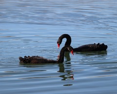 Birds Black Swan Ornithology - photo on Pixabay - Pixabay