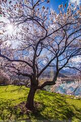 Blossom at Upper Kachura Lake, Skardu.| Destination Pakistan