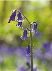 Common Bluebell