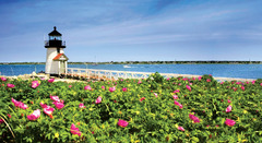 Rosa Rugosa Brant Point Lighthouse