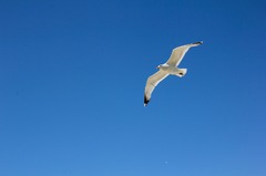 Borkum Seagull In Flight Heaven - photo on Pixabay - Pixabay