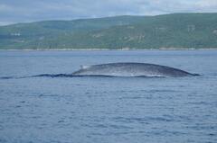 Auteurs - Baleines en direct