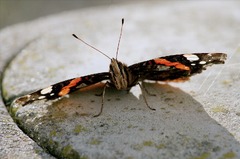 100+ Red Admiral & Butterflys - Pixabay