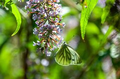 Butterfly Insect Wings - photo on Pixabay - Pixabay