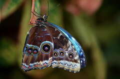 Royalty-Free photo: Blue and brown peacock butterfly close-up ...