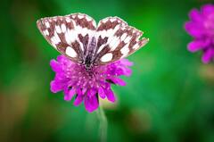 Close-up of Butterfly Pollinating Flower · Stock Photo