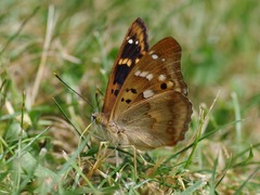 A brown butterfly sitting on top of a lush green field. Butterfly ...