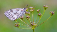 Brown Black and White Butterfly on Purple Flower Bud · Stock ...