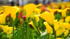 49 Best Yellow Flowers for Gardens (Annuals and Perennials ...