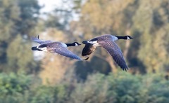 Canada Geese Flying - photo on Pixabay - Pixabay