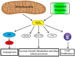 Cancers |-Text | Reactive Oxygen Species in the Tumor ...