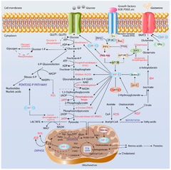 Metabolic reprogramming in cancer cells