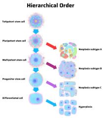 Cancers |-Text | Stem Cell Theory of Cancer: Origin of ...