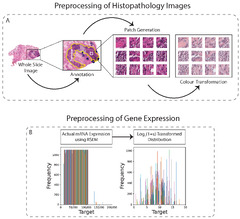 Cancers |-Text | hist2RNA: An Efficient Deep Learning ...