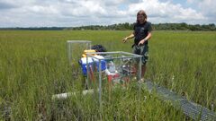 Location, Inundation, and Nitrogen Availability Drive Salt Marsh Carbon