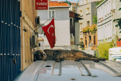 Why%20Are%20There%20So%20Many%20Cats%20In%20Istanbul?%20The%20Wonderful%20Relationship%20...