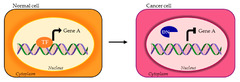 Cells |-Text | Transcription Factors in Cancer: When ...