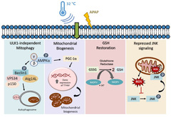 Cells |-Text | Hypothermia Advocates Functional ...