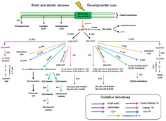 Chloroplast membrane lipid metabolism