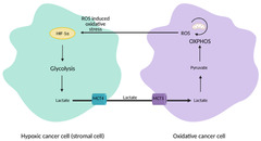 Cells |-Text | Mechanisms of Metabolic Reprogramming in ...