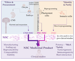 Cells |-Text | Human Neural Stem Cells for Cell-Based ...