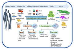 Human Induced Pluripotent Stem Cell