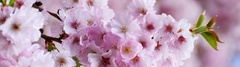 Cherry blossom , Bloom, Spring, Pink flowers