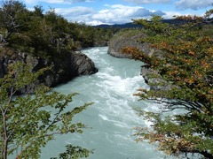 A river flowing through a lush green forest filled with trees ...