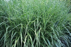Zebra Grass Care: A Sentinal Ornamental Grass | Plantly
