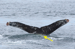 humpback whales – Marine Education and Research Society