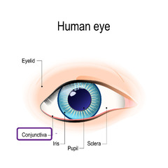 Conjunctiva | Eye Patient